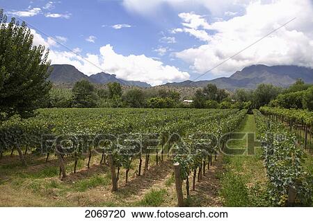 Vineyard, Uriondo, Tarija, Bolivia View Large Photo Image Stock Image - Vineyard, Uriondo, Tarija, Bolivia. Fotosearch