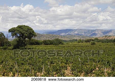 Stock Photo - Vineyard, Valle De La Concepci. Fotosearch