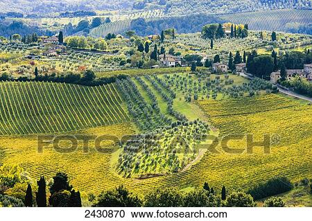 Stock Image - Vineyards and farmland; San Gimignano, Tuscany, Italy. Fotosearch