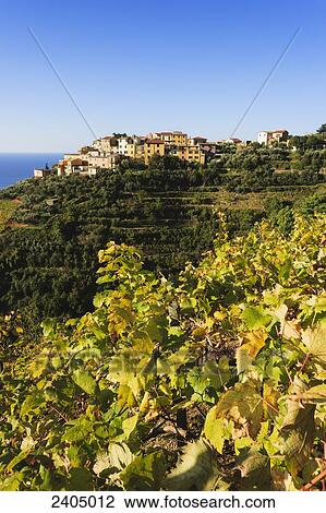 Stock Image - Vineyards and village of Volastra, Cinque Terre; Volastra, Liguria, Italy. Fotosearch