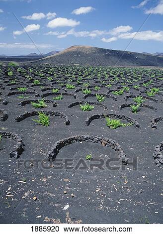 Vineyards In Black Volcanic Landscape, Lanzarote View Large Photo Image Stock Image - Vineyards In Black Volcanic Landscape, Lanzarote. Fotosearch