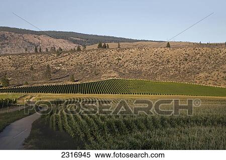 Vineyards In The Okanagan Valley Near Oliver; British Columbia Canada View Large Photo Image Stock Photography - Vineyards In The Okanagan Valley Near Oliver; British Columbia Canada. Fotosearch