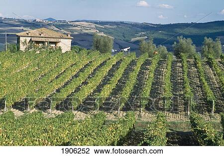 Stock Image - Vineyards. Montalcino, Italy.. Fotosearch