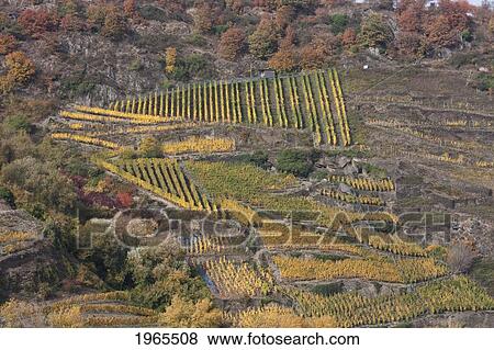 Vineyards Near Oberwesel, As Seen From The Rhine River, Rhineland-Palatinate, Germany View Large Photo Image Stock Photo - Vineyards Near Oberwesel, As Seen From The Rhine River, Rhineland-Palatinate, Germany. Fotosearch