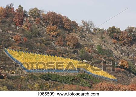 Stock Photo - Vineyards Near Oberwesel, As Seen From The Rhine River, Rhineland-Palatinate, Germany. Fotosearch