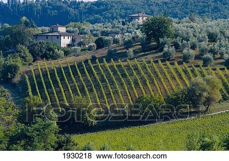 Vinyard, Tuscany, Italy View Large Photo Image Stock Photo - Vinyard, Tuscany, Italy. Fotosearch
