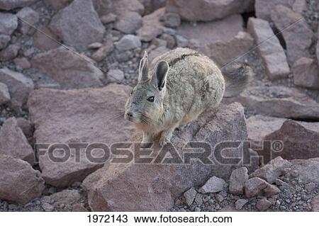 Stock Image - Vizcacha (Lagidium Viscacia), El Tatio, Antofagasta Region, Chile. Fotosearch