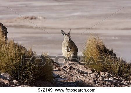 Vizcacha (Lagidium Viscacia), El Tatio, Antofagasta Region, Chile View Large Photo Image Stock Photo - Vizcacha (Lagidium Viscacia), El Tatio, Antofagasta Region, Chile. Fotosearch