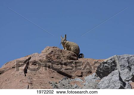 Vizcacha (Lagidium Viscacia), Yuma, Antofagasta Region, Chile View Large Photo Image Stock Image - Vizcacha (Lagidium Viscacia), Yuma, Antofagasta Region, Chile. Fotosearch