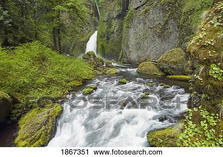 Stock Image - Wahclella Falls And Creek, Columbia River Gorge, Oregon, United States Of America. Fotosearch