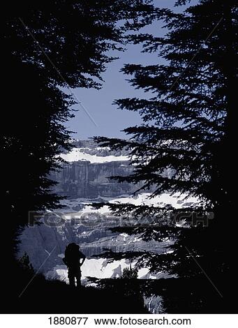 Stock Photo - Walker Climbing Up Hill Between Trees With The Cirque De Gavarnie. Fotosearch