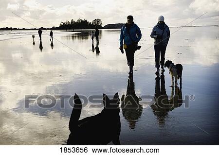 Walking On Beach With Dogs, Tofino, Vancouver Island, British Columbia, Canada View Large Photo Image Stock Photograph - Walking On Beach With Dogs, Tofino, Vancouver Island, British Columbia, Canada. Fotosearch