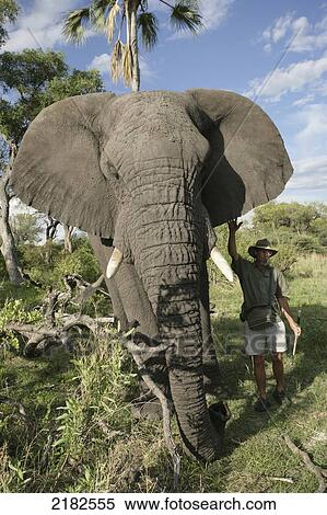 Stock Photography - Walking With Eleephants Safari In The Okavango Delta Botswana. Fotosearch