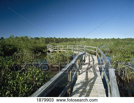 Stock Image - Walkway Through Mangrove Swamp In Lucayan National Park. Fotosearch