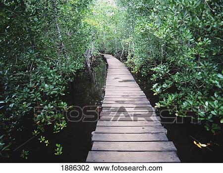 Stock Image - Walkway Through Mangrove Swamp Near The Jozani Forest. Fotosearch