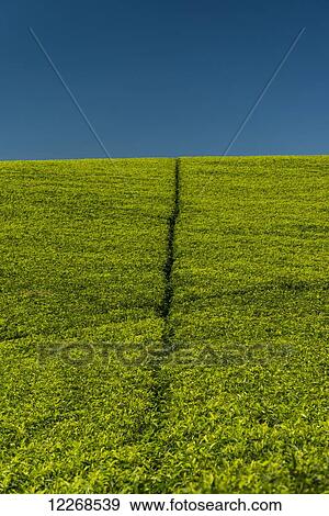 Walkways up hill through tea bushes on the Satemwa Tea Estate; Thyolo, Malawi View Large Photo Image Stock Photo - Walkways up hill through tea bushes on the Satemwa Tea Estate; Thyolo, Malawi. Fotosearch