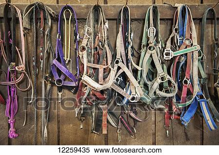 Stock Photography - Wall full of hanging horse halters in Cecil County; Maryland, United States of America. Fotosearch