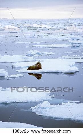 Stock Photography - Walrus Stranded On Floating Ice. Fotosearch