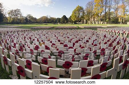 Picture - War memorial crosses with red poppies in a park in autumn; Gateshead, Tyne and Wear, England. Fotosearch