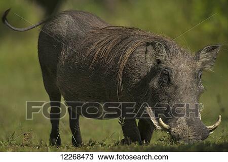 Warthog (Phacochoerus africanus) grazing in Liwonde National Park; Malawi View Large Photo Image Stock Image - Warthog (Phacochoerus africanus) grazing in Liwonde National Park; Malawi. Fotosearch