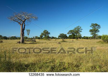 Warthog (Phacochoerus africanus) grazing near small baobab tree, Liwonde National Park; Malawi View Large Photo Image Stock Photography - Warthog (Phacochoerus africanus) grazing near small baobab tree, Liwonde National Park; Malawi. Fotosearch