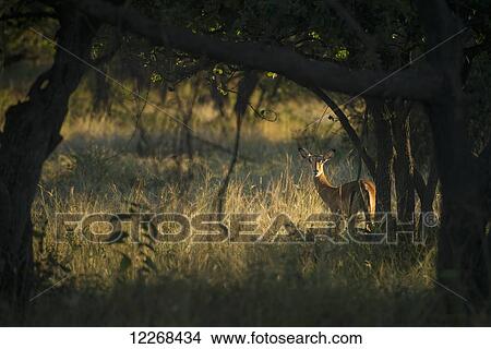 Picture - Wary impala (Aepyceros melampus) looking through bushes at dawn, Liwonde National Park; Malawi. Fotosearch