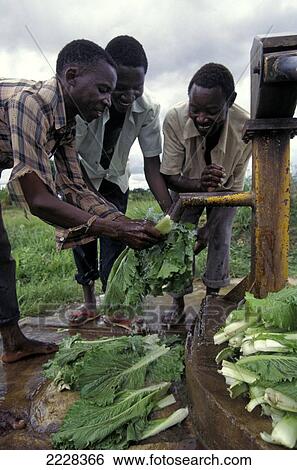 Stock Photograph - Washing Chinese Cabbage From A Share Plot At A Village Water Pump, Nr Mwanza, Tanzania. Fotosearch