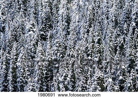 Stock Image - Washington, Cascade Mountains, Snoqualmie National Forest, Fresh Snow On Douglas Fir Trees.. Fotosearch