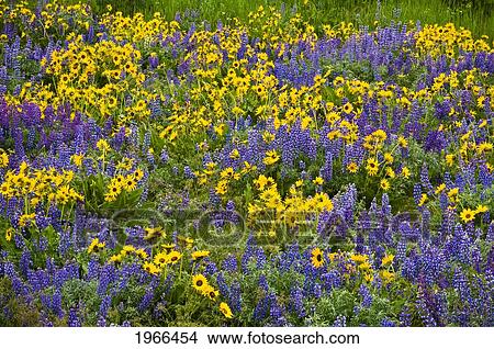 Washington, Columbia River Gorge National Scenic Area, Dalles Mountain Road, Field Of Lupine And Balsamroot. View Large Photo Image Picture - Washington, Columbia River Gorge National Scenic Area, Dalles Mountain Road, Field Of Lupine And Balsamroot.. Fotosearch