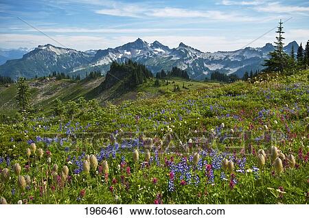 Washington, Mount Rainier National Park, Meadows Along Skyline Trail, Tatoosh Range In Distance. View Large Photo Image Stock Image - Washington, Mount Rainier National Park, Meadows Along Skyline Trail, Tatoosh Range In Distance.. Fotosearch