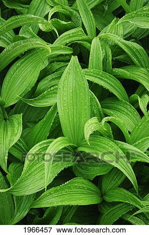 Stock Photo - Washington, Mount Rainier National Park, Corn Lily Also Known As California False Hellebore (Veratrum Californicum).. Fotosearch