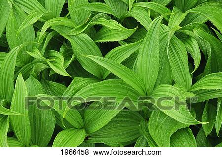 Stock Photo - Washington, Mount Rainier National Park, Corn Lily Also Known As California False Hellebore (Veratrum Californicum).. Fotosearch