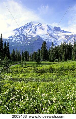 Stock Image - Washington, Mt. Rainier National Park, Avalanche Lilies In Meadow Along Nisqually Vista Trail. Fotosearch