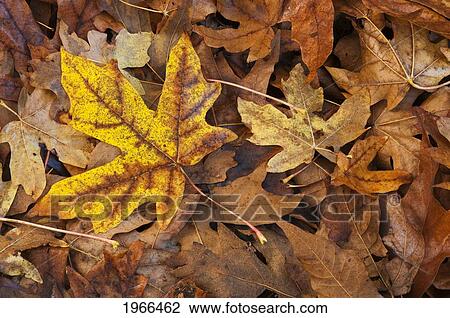 Washington, Nisqually National Wildlife Refuge, Bigleaf Maple Leaves On Ground, Autumn Season. View Large Photo Image Stock Image - Washington, Nisqually National Wildlife Refuge, Bigleaf Maple Leaves On Ground, Autumn Season.. Fotosearch
