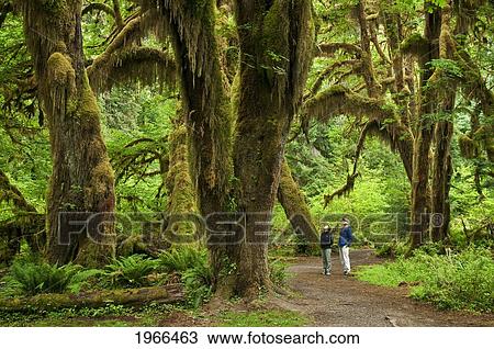 Stock Image - Washington, Olympic National Park, Hoh Rainforest, Hall Of Mosses Trail, People Along Trail Admire The Giant Moss-Covered Bigleaf Maple Trees.. Fotosearch