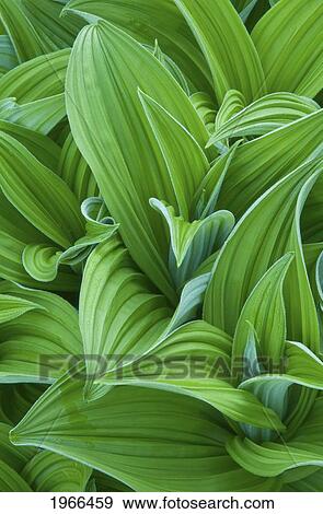 Stock Photo - Washington, Olympic National Park, Sol Duc Park Meadow, Corn Lily Also Known As California False Hellebore (Veratrum Californicum).. Fotosearch