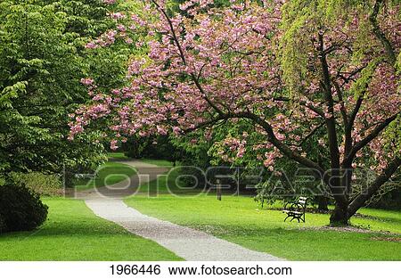 Washington, Seattle, Washington Park Arboretum, Blossoming Cherry Tree Over Azalea Way. View Large Photo Image Stock Photograph - Washington, Seattle, Washington Park Arboretum, Blossoming Cherry Tree Over Azalea Way.. Fotosearch