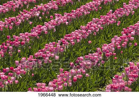 Stock Photo - Washington, Skagit Valley, Roozengaarde Tulip Fields, Rows Of Pink Tulips.. Fotosearch