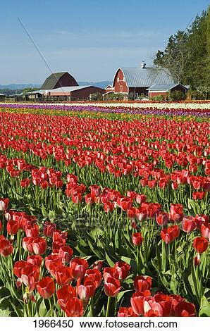 Stock Image - Washington, Skagit Valley, Tulip Field Full Of Bright Red Blooming Tulips.. Fotosearch