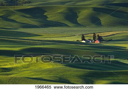 Washington, Steptoe Butte, Palouse Farm And Wheat Fields. View Large Photo Image Stock Photography - Washington, Steptoe Butte, Palouse Farm And Wheat Fields.. Fotosearch