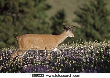 Stock Image - Washington, United States Of America; Black-Tailed Deer (Odocoileus Hemionus Columbianus) Among The Wildflowers In A Meadow Of The Olympic Mountains. Fotosearch