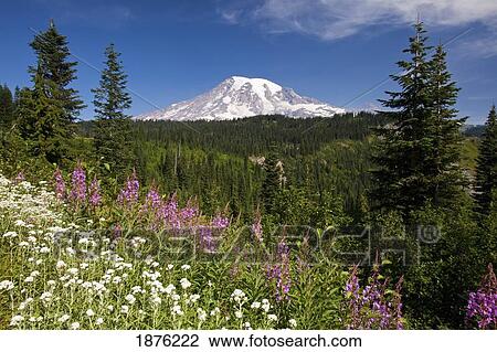 Stock Image - Washington, United States Of America; Summer Flowers And Mount Rainier At Paradise Park In Mt. Rainier National Park. Fotosearch