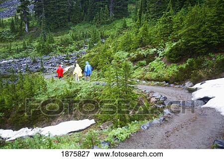 Washington, United States Of America; Three Hikers In A Rain Storm In Mt. Rainier National Park View Large Photo Image Stock Photo - Washington, United States Of America; Three Hikers In A Rain Storm In Mt. Rainier National Park. Fotosearch