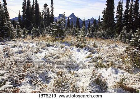 Washington, United States Of America; Snow On The Ground And Trees On Tatoosh Range In Mt. Rainier National Park View Large Photo Image Stock Photo - Washington, United States Of America; Snow On The Ground And Trees On Tatoosh Range In Mt. Rainier National Park. Fotosearch
