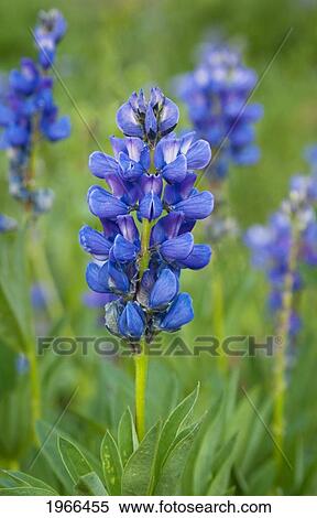 Stock Photography - Washington, Yakama Indian Reservation, Mount Adams Recreation Area, Lupine Blossoms At Bird Creek Meadows.. Fotosearch