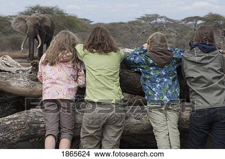 Watching Elephants, Kenya, Africa View Large Photo Image Picture - Watching Elephants, Kenya, Africa. Fotosearch
