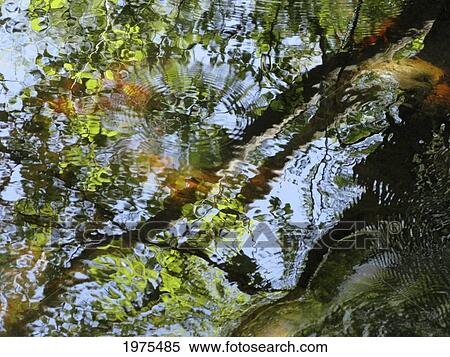 Water Abstract 10, Massachusetts, Seekonk, Caratunk Wildlife Refuge, Ripples And Reflections On Water Surface. View Large Photo Image Stock Photography - Water Abstract 10, Massachusetts, Seekonk, Caratunk Wildlife Refuge, Ripples And Reflections On Water Surface.. Fotosearch