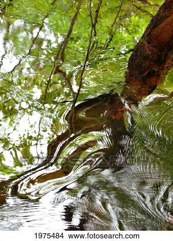 Picture - Water Abstract 23, Massachusetts, Seekonk, Caratunk Wildlife Refuge, Ripples And Reflections On Water Surface.. Fotosearch