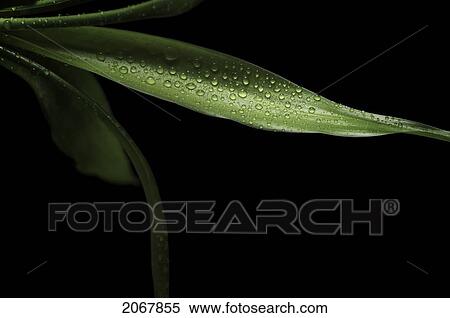 Water Beads On Green Foliage Over Black Background, Otterburn Park, Quebec View Large Photo Image Stock Photography - Water Beads On Green Foliage Over Black Background, Otterburn Park, Quebec. Fotosearch