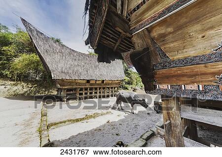 Water buffalo amidst traditional boat-shaped Toba Batak houses (jabu) at Huta Bolon Museum in Simanindo village on Samosir Island, Lake Toba, North Sumatra, Indonesia View Large Photo Image Stock Photo - Water buffalo amidst traditional boat-shaped Toba Batak houses (jabu) at Huta Bolon Museum in Simanindo village on Samosir Island, Lake Toba, North Sumatra, Indonesia. Fotosearch